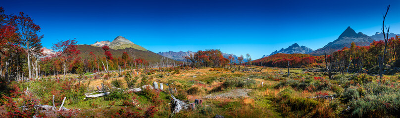 Panoramic view of magical colorful fairytale forest at Tierra del Fuego National Park in Patagonia,...