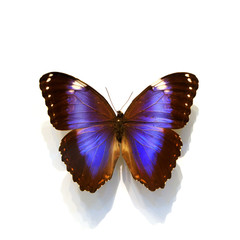 beautiful butterflies in the white background