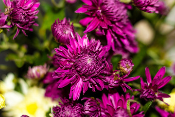 flowers in the garden