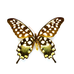 beautiful butterflies in the white background