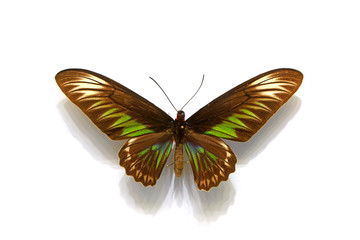 beautiful butterflies in the white background