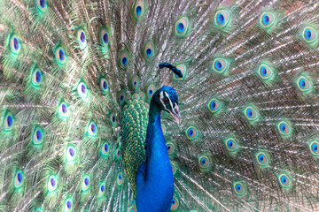 Fototapeta premium A Male Peacock