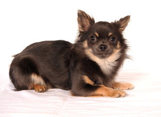 Hundeporträt Chihauhua