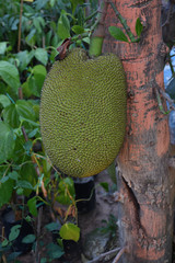 jackfruit on tree