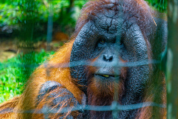 Orangutan