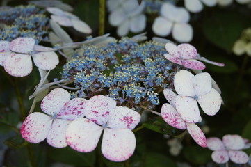 Hortensia Hydrangea
