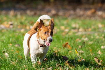 Jack Russell Terrier