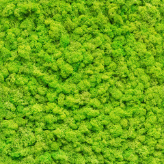 seamless close up green moss texture - 296755110