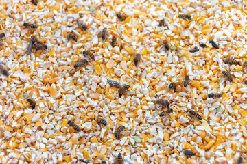 A close up view of swam of honey bees in a container of yellow corn digging nectar and pollen