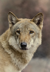 Obraz premium portrait of a wolf