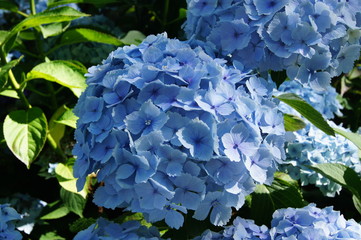 Hortensia Hydrangea