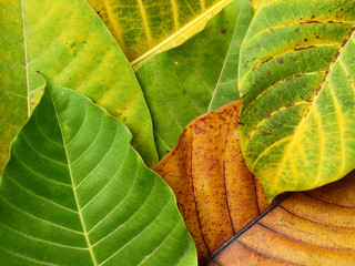 colorful autumn leaf