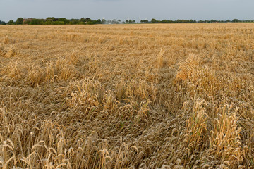 Weizenfeld nach dem Sturm
