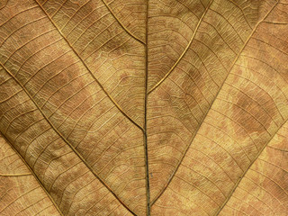 dry brown teak leaf texture