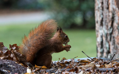 red squirrel looking for food