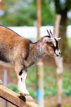 Ziege, Hausziege,