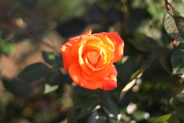 red rose in the garden