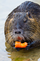 Biberratte (Myocastor coypus)