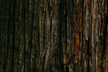 Tree bark close up. Background.