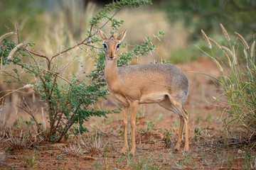 Kirk-Dikdik (Madoqua kirkii) in Namibia