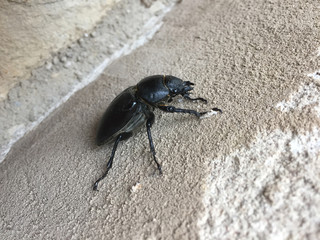 Hirschkäfer Weibchen