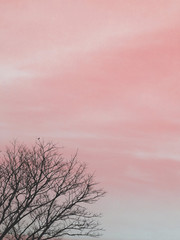 silhouette branch tree with colorful sky background