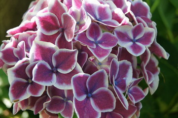 Hortensia Hydrangea