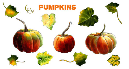 Set of pumpkins with leaves on white background Hand draw illustration