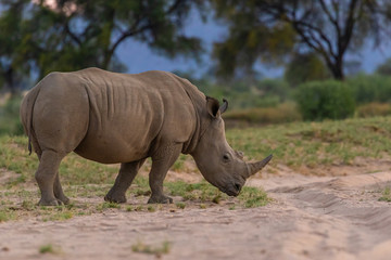 Fototapeta premium Breitmaulnashorn (Ceratotherium simum) in Namibia