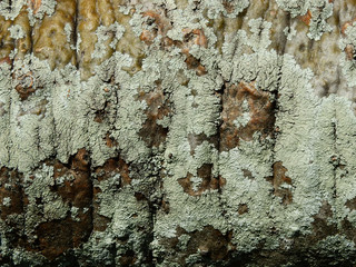 lichen on bark tree texture
