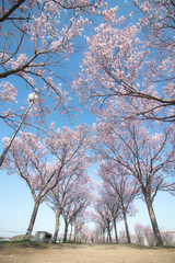 清々しい青空に桜並木
