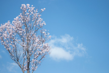 青空に可愛い桜