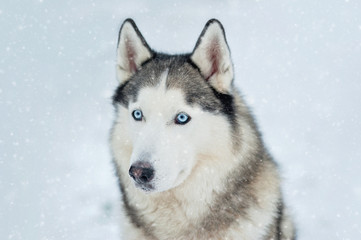 Portrait of Siberian Husky on background forest.