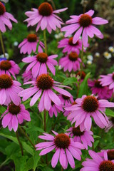 Fototapeta premium Echinacea Large Flowered Purple Mixed