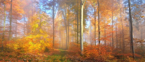 Mysterious morning fog in a beautiful beech tree forest. Autumn trees with yellow and orange foliage. Heidelberg, Germany