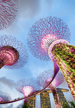 The Supertree Grove and the Marina Bay Sands Hotel, Singapore