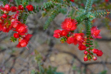 View of a Verticordia feather flower in Australia