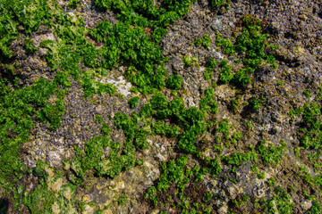 Moss green on the rock 