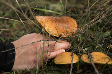 grzyb dłoń wyrywany © Piotr