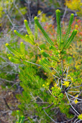 View of a Verticordia feather flower in Australia
