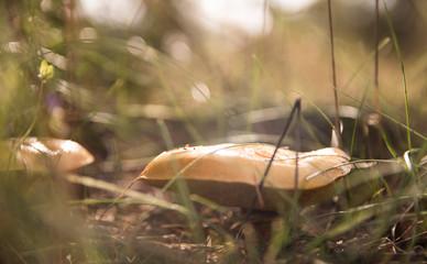 grzyby w ziemi © Piotr