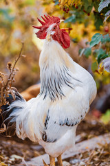 beautiful young cock on a farm