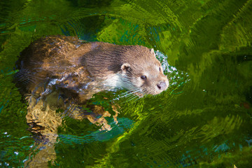 Wild eurasian otter swiming in river close up
