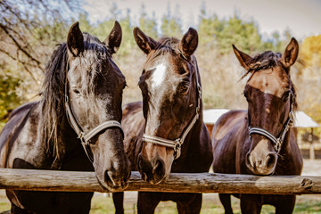 three beautiful brown horses on a farm