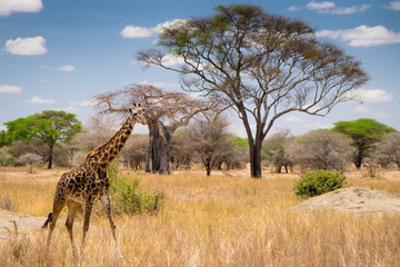 African giraffe in the grass passing by in Serengeti national park. Tanzania. Amazing blue sky and green tree and yellow grass