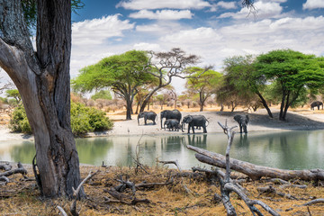 Family of African elephants drinking at a waterhole in Tarangire national park. Tanzania. Amazing blue sky and green tree in a background