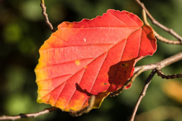 One red autumnal leaf laying on the twig. Closeup.
