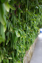 Green hedge or Green Leaves Wall on isolated,Objects with Clipping Paths.