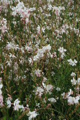 Gaura lindheimeri Gaura the bride
