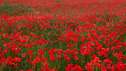 Red Poppies in Flanders Fields symbol for remembrance Day WW1 - For textured soft backdrops.